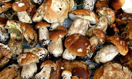 Stagione Eccezionale Per La Raccolta Dei Funghi L Esperto Varesino Spiega Perche Varesenoi It