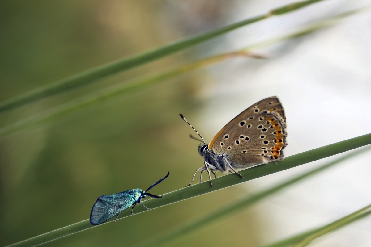 https://www.varesenoi.it/fileadmin/archivio/ilbustese/2026/05/farfalle_gab-rysia-butterfly-5331647.jpg