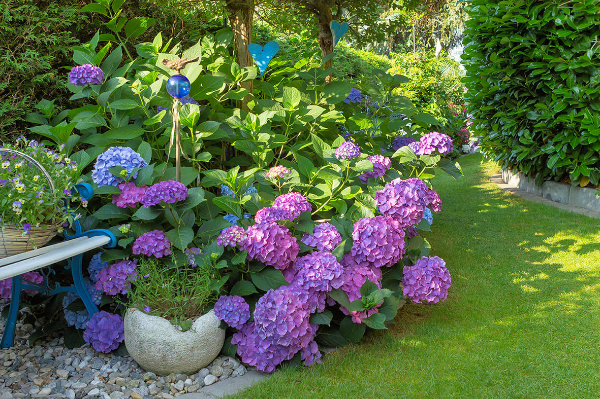 https://www.varesenoi.it/fileadmin/archivio/varesenoi/2025/06/TagAlt_Ortensie_Giardino_1.jpeg