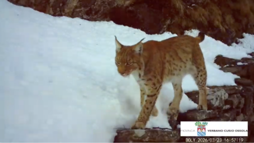 VIDEO. La lince torna a farsi vedere in Ossola: nuovi avvistamenti confermati da un video VIDEO. La lince torna a farsi vedere in Ossola: nuovi avvistamenti confermati da un video