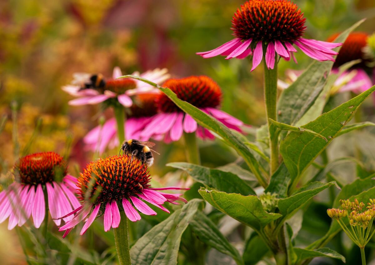 https://www.varesenoi.it/fileadmin/archivio/varesenoi/2026/06/Varese_in_verde_api_echinacea.jpg