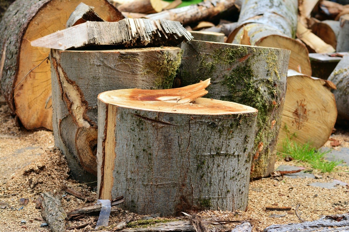 «Varese sta perdendo i suoi grandi alberi? Chiediamo una moratoria sugli abbattimenti e maggiore trasparenza»