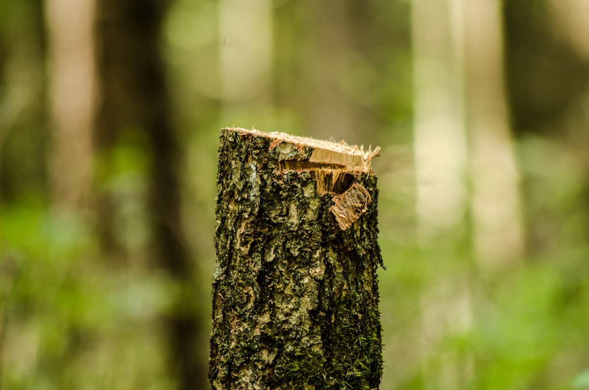 https://www.varesenoi.it/fileadmin/archivio/varesenoi/2026/07/alberi_tagliati.jpg