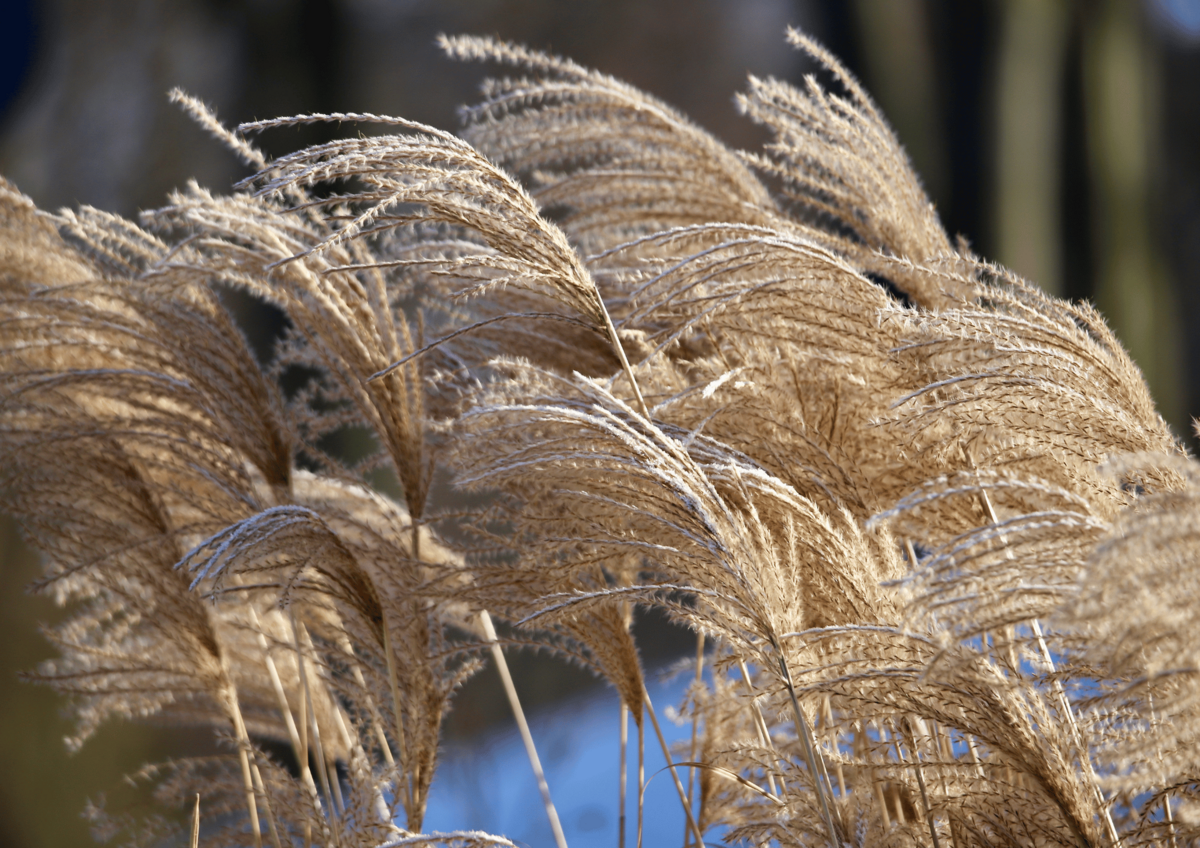 https://www.varesenoi.it/fileadmin/archivio/varesenoi/2026/08/Miscanthus.png