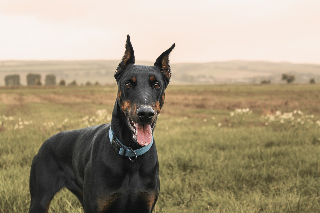 dobermann di famiglia aggredisce e azzanna un bimbo di 3 anni, ferita anche la nonna – Varesenoi.it dobermann di famiglia aggredisce e azzanna un bimbo di 3 anni, ferita anche la nonna – Varesenoi.it