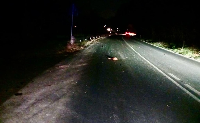 Auto investe un cervo sulla statale a Germignaga: illeso l’automobilista – Varesenoi.it