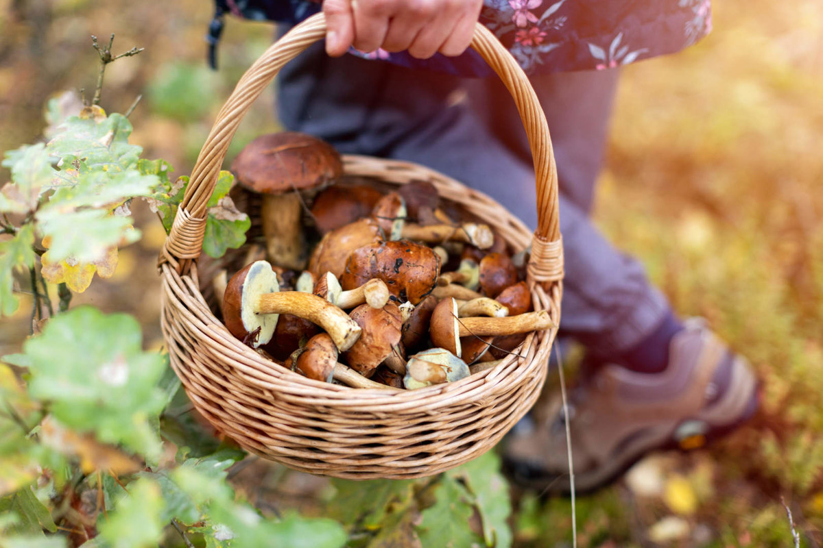 https://www.varesenoi.it/fileadmin/archivio/varesenoi/amici_della_mascherina/funghi.jpg