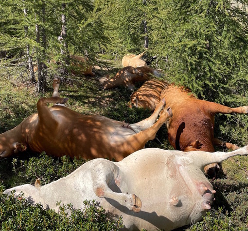 Sei vacche e un toro uccisi da un fulmine in un alpeggio del Verbano: la disperazione degli allevatori