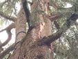 Lo storico cedro del piazzale della parrocchia di Angera colpito da un fulmine Lo storico cedro del piazzale della parrocchia di Angera colpito da un fulmine