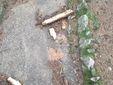 Lo storico cedro del piazzale della parrocchia di Angera colpito da un fulmine Lo storico cedro del piazzale della parrocchia di Angera colpito da un fulmine
