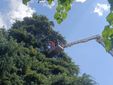 Lo storico cedro del piazzale della parrocchia di Angera colpito da un fulmine Lo storico cedro del piazzale della parrocchia di Angera colpito da un fulmine