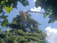 Lo storico cedro del piazzale della parrocchia di Angera colpito da un fulmine Lo storico cedro del piazzale della parrocchia di Angera colpito da un fulmine