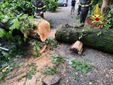 Alberi caduti tra Varese e Malnate a causa del violento temporale notturno