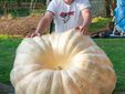 La zucca dei record coltivata a Brunello