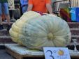 La zucca dei record coltivata a Brunello