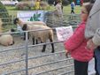 Alcune immagini della festa del Ponte del Sorriso ai Giardini Estensi Alcune immagini della festa del Ponte del Sorriso ai Giardini Estensi