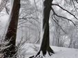 Boschi innevati al Campo dei Fiori (Foto Andrea Tamborini ripostate dal Comune di Varese) Boschi innevati al Campo dei Fiori (Foto Andrea Tamborini ripostate dal Comune di Varese)