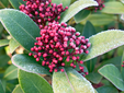 La skimmia