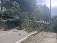 L'albero caduto questa mattina in via Caracciolo L'albero caduto questa mattina in via Caracciolo