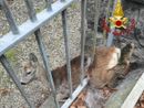 FOTO. Capriolo intrappolato in una recinzione, a Comerio arrivano i vigili del fuoco