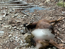 La capra sbranata nei boschi di Dumenza (foto tratta da Luinonotizie.it)