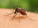 Caso di West Nile Virus individuato a Carnago: paziente ricoverato