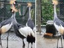 Il magnifico esemplare di gru coronata fuggito dallo Zoo Varese è tornato a casa, insieme ai suoi simili cresciuti in cattività come lui