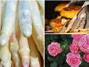 A SPASSO NEL WEEKEND. Una provincia baciata dal sole propone mille eventi: prosegue la Fiera dell'Asparago a Cantello, street food a Gavirate, sagra del cervo a Caldè e Festa delle Rose a Induno A SPASSO NEL WEEKEND. Una provincia baciata dal sole propone mille eventi: prosegue la Fiera dell'Asparago a Cantello, street food a Gavirate, sagra del cervo a Caldè e Festa delle Rose a Induno
