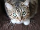 Sempre più gatti nelle case dei varesini: in provincia sono oltre 47mila Sempre più gatti nelle case dei varesini: in provincia sono oltre 47mila