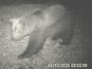 VIDEO. L’orso M29 torna in Val Grande: nuova osservazione nella zona nord del Parco VIDEO. L’orso M29 torna in Val Grande: nuova osservazione nella zona nord del Parco