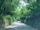 La pianta pericolante sulla strada tra Bregano e Biandronno