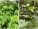 L'Heracleum mantegazzianum, meglio noto come panace di Mantegazza