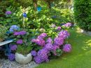L'ortensia, una regina dei giardini di giugno L'ortensia, una regina dei giardini di giugno
