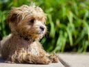 Maltrattamenti sugli animali: pene più dure e carcere fino a 4 anni Maltrattamenti sugli animali: pene più dure e carcere fino a 4 anni