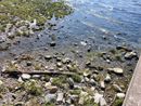Caldo e mancanza d'acqua: il lago Maggiore sotto media ma non è ancora allarme siccità. Sotto osservazione anche il Ticino Caldo e mancanza d'acqua: il lago Maggiore sotto media ma non è ancora allarme siccità. Sotto osservazione anche il Ticino