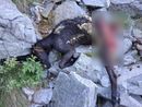 Ancora predazioni di bestiame da parte di lupi in val Vigezzo: il grido d'allarme del sindaco di Re Ancora predazioni di bestiame da parte di lupi in val Vigezzo: il grido d'allarme del sindaco di Re