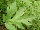 L'Heracleum mantegazzianum L'Heracleum mantegazzianum
