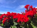 METEO. E' tornato il caldo, massime fino a 34 gradi. Nel weekend più nuvole METEO. E' tornato il caldo, massime fino a 34 gradi. Nel weekend più nuvole