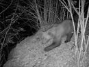 Avvistato un secondo orso nel Verbano Cusio Ossola? Avvistato un secondo orso nel Verbano Cusio Ossola?