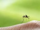 West Nile a Germignaga, confermata la presenza del virus in una gazza West Nile a Germignaga, confermata la presenza del virus in una gazza