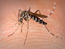 West Nile, Regione rassicura: «In Lombardia casi in linea con gli anni precedenti» West Nile, Regione rassicura: «In Lombardia casi in linea con gli anni precedenti»