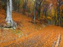 I colori dell'autunno al Campo dei Fiori I colori dell'autunno al Campo dei Fiori