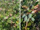La pianta e il frutto della feijoa coltivate a Leggiuno La pianta e il frutto della feijoa coltivate a Leggiuno
