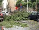 Un grosso ramo caduto al semaforo all’angolo tra via Sabotino e via Dandolo