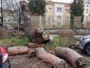 FOTO - Sette mesi e l'albero caduto è ancora lì...