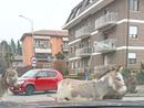Gli asini a passeggio per le strade di Induno Olona ripresi da un automobilista