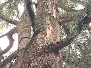 Lo storico cedro del piazzale della parrocchia di Angera colpito da un fulmine