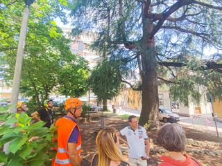 Lo storico cedro del piazzale della parrocchia di Angera colpito da un fulmine