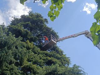Lo storico cedro del piazzale della parrocchia di Angera colpito da un fulmine