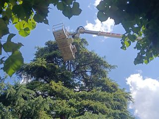 Lo storico cedro del piazzale della parrocchia di Angera colpito da un fulmine